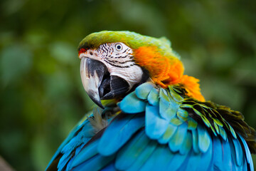 blue and yellow macaw, parrot portrait 
