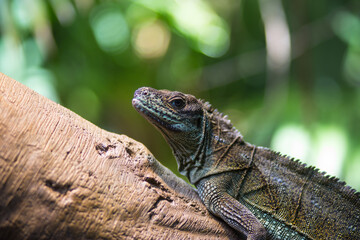 iguana on a tree