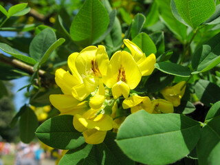 Sunny garden with yellow blooms