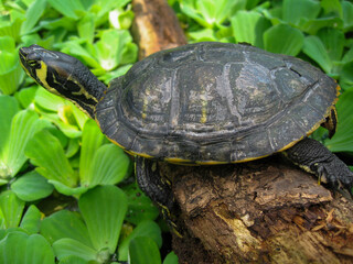 Turtle resting on a log in lush greenery