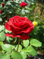 Beautiful red rose blossoming in sunlight