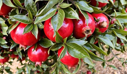 Vibrant red pomegranates are clustered together on a healthy tree, surrounded by rich green leaves in a garden. sunlight filters through, highlighting the fruit as autumn sets in