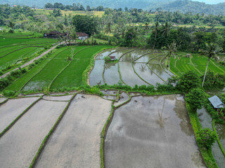 Richfields with trees
