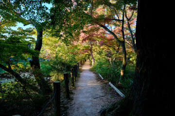 Naklejka premium 紅葉が始まりだした公園の遊歩道