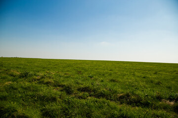 grass and blue sky