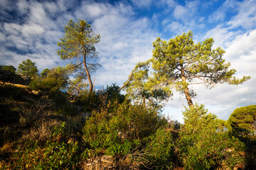 Pines, cistus and clouds