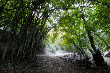 Obraz premium Abedular de Somosierra