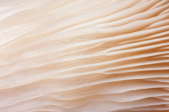 Abstract close-up of mushroom gills in soft beige tones with delicate textures