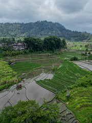 Ricefileds with hills