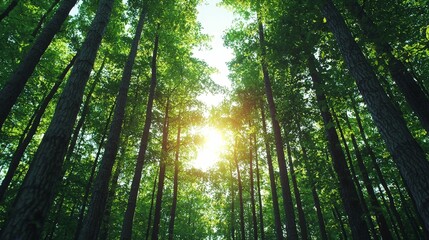 Obraz premium forestry industry concept. Sunlight filters through lush green trees in a serene forest setting.