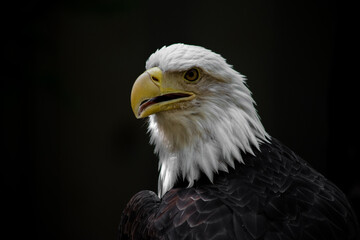 Obraz premium American bald eagle