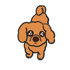 Obraz premium キラキラお目目でおねだりしてそうな我が家の愛犬ショコラ