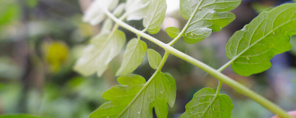 Aphids that feed on the underside of leaves to suck nectar,green leaf,cover page,copy space	