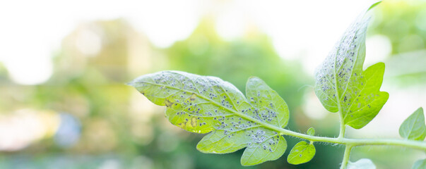Aphids that feed on the underside of leaves to suck nectar,green leaf,cover page,copy space	