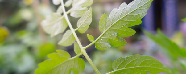 Aphids that feed on the underside of leaves to suck nectar,cover page,copy space