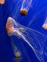jellyfish
