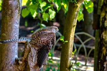 kestrel in the wild