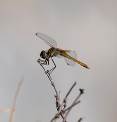 Damselfies, a type of small dragonfly, perch and rest on the grass with a natural bokeh background