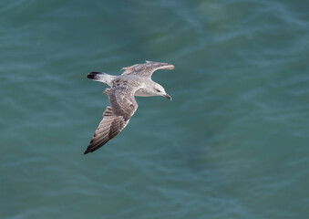 Fototapeta premium Seagull flying with blue sky background. sky and bird bottom up view landscape