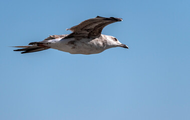 Seagull flying with blue sky background. sky and bird bottom up view landscape
