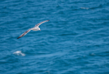 Fototapeta premium Seagull flying with blue sky background. sky and bird bottom up view landscape
