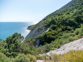 Olive tree branches with sea in the background