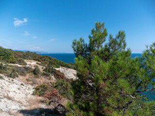 Olive tree branches with sea in the background