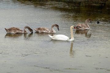 White swan in the lake with blue dark background