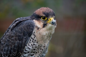The Lanner Falcon (Falco biarmicus).