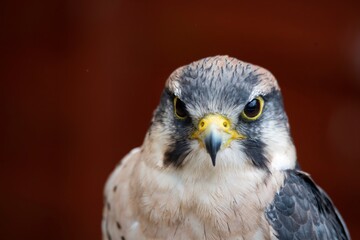 The Lanner Falcon (Falco biarmicus).