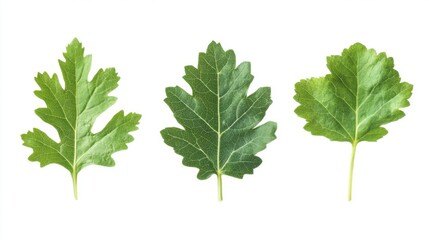 Close-up of Vibrant Green Leaves, Nature's Fresh Beauty