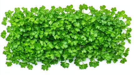 Obraz premium Fresh Parsley Leaves - Vibrant Green Goodness for Culinary Delights