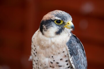 The Lanner Falcon (Falco biarmicus).