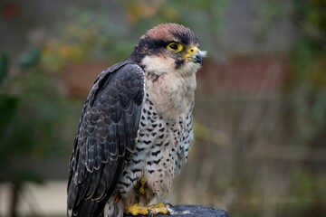 The Lanner Falcon (Falco biarmicus).