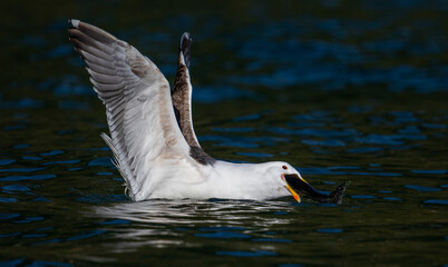 seagull with fish