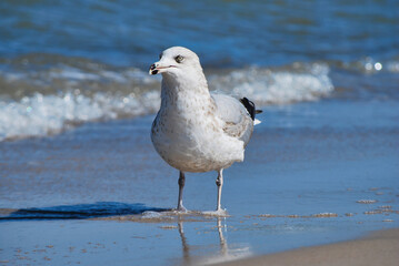 A seagull standing on a sandy beach, near gentle ocean waves, with its reflection visible in the wet sand. 