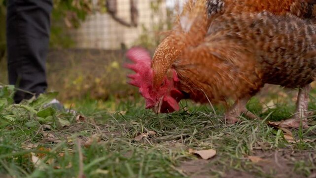 vid&eacute;o au ralenti, d'un joli coq mangeant au sol, une dame arrive avec des graines en main, cette dame s'accroupie, vid&eacute;o avec mouvement tr&egrave;s fluide, avec zoom avant