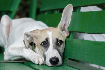 Portrait of a dog with big ears.A funny dog with big ears on a walk in the park.