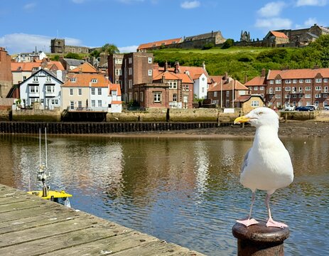 A herring gull perching on a post by the harbour on a summer's day in Whitby, North Yorkshire, England. 