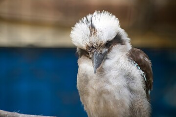 The Laughing Kookaburra (Dacelo novaeguineae).
