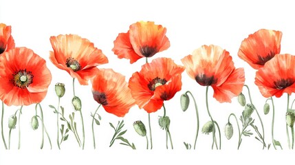 Watercolor Poppy Floral Border Design