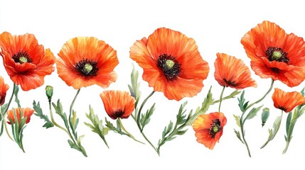 Obraz premium Watercolor Poppy Border Design - Beautiful Floral Art