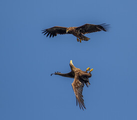 Sea ​​eagles fight in the air