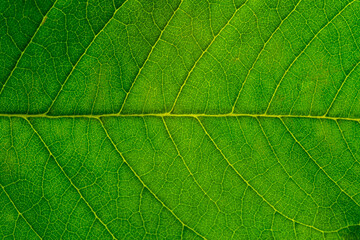 Macro close up leaf texture,Leaf texture macro. Leaf vein pattern macro photography. Green leaf cells macro. Leaf close-up shot.