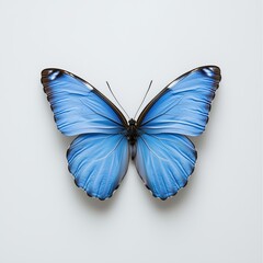 Fototapeta premium Close-up view of a vibrant blue butterfly set against a clean white background showcasing its delicate beauty and intricate patterns