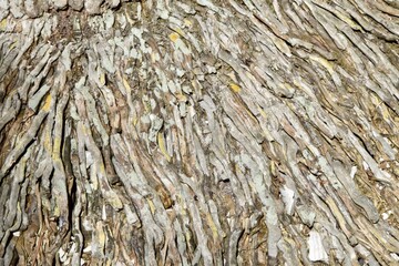 palm tree base bark texture brown close up