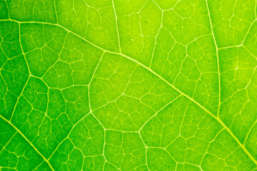 Macro close up leaf texture,Leaf texture macro. Leaf vein pattern macro photography. Green leaf cells macro. Leaf close-up shot.