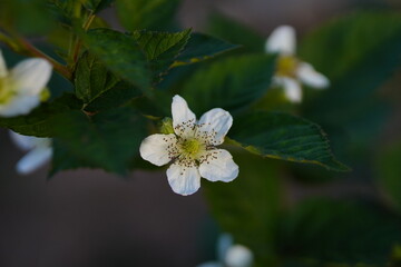 Blackberry flowers in the garden, Beautiful in spring bloom garden. Blackberry bush with white flowers, Blossoming blackberry bush and bee, sunny spring day, Chakwal, Punjab, Pakistan