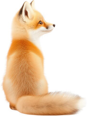 Obraz premium realistic orange fox with fluffy tail, sitting gracefully in profile