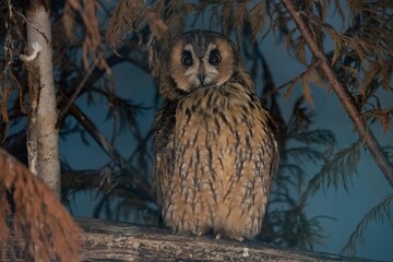 The Long-Eared Owl (Asio otus), also known as the Northern Long-Eared Owl, the Lesser Horned Owl, or Cat Owl.